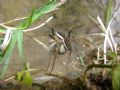 Dolomedes sp.